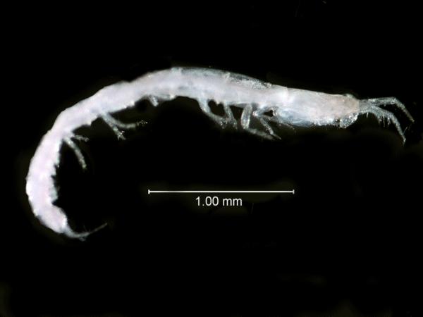 Представитель Семейства Nototanaidae
